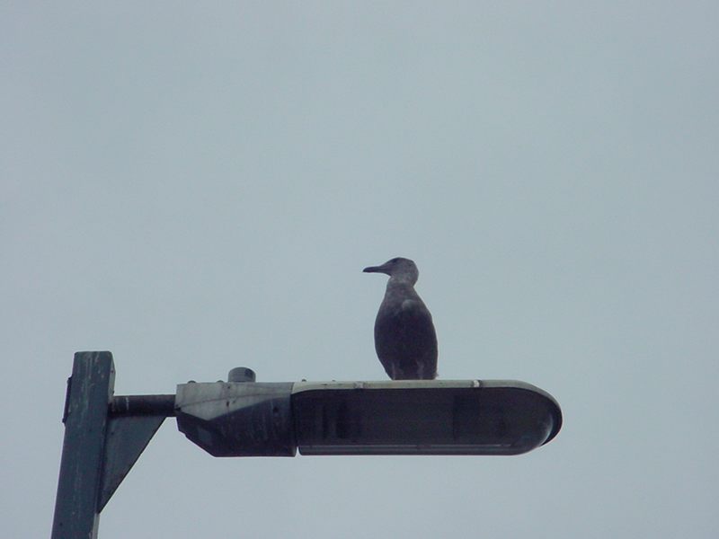 Canadian seagull