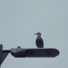 Canadian seagull