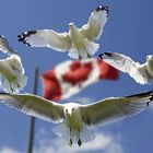 Canadian Seagulls