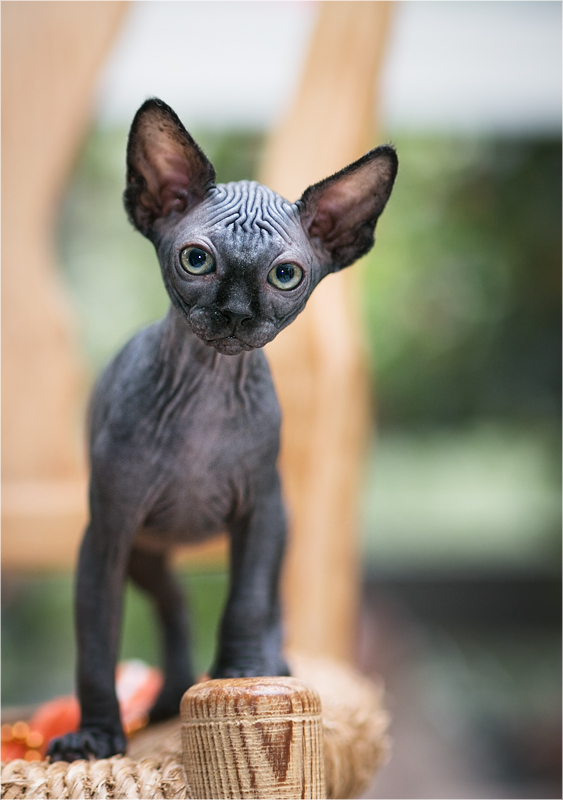 Canadian Sphynx