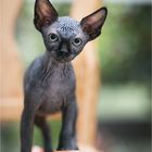 Canadian Sphynx