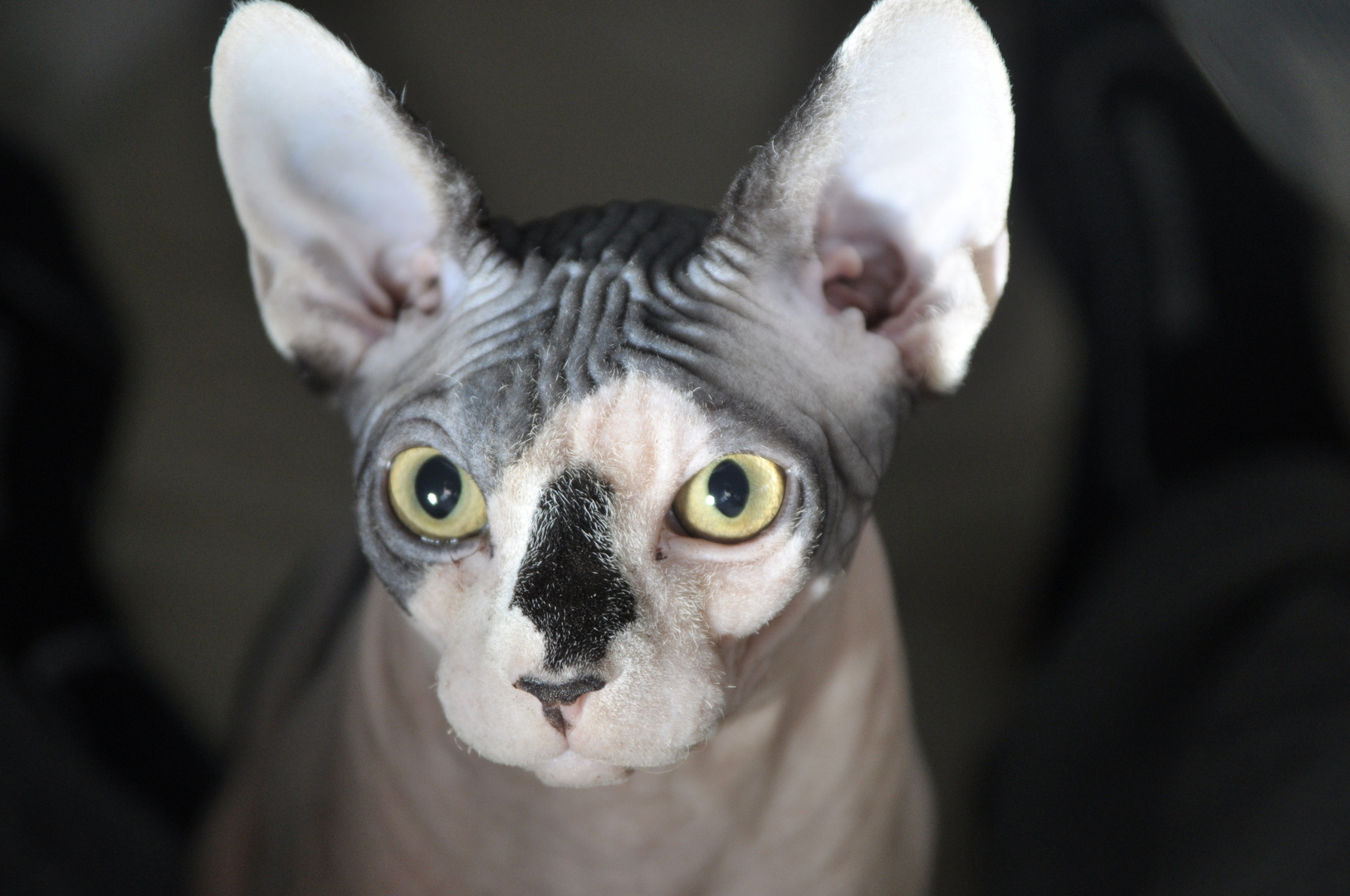 Canadian Sphynx