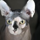 Canadian Sphynx