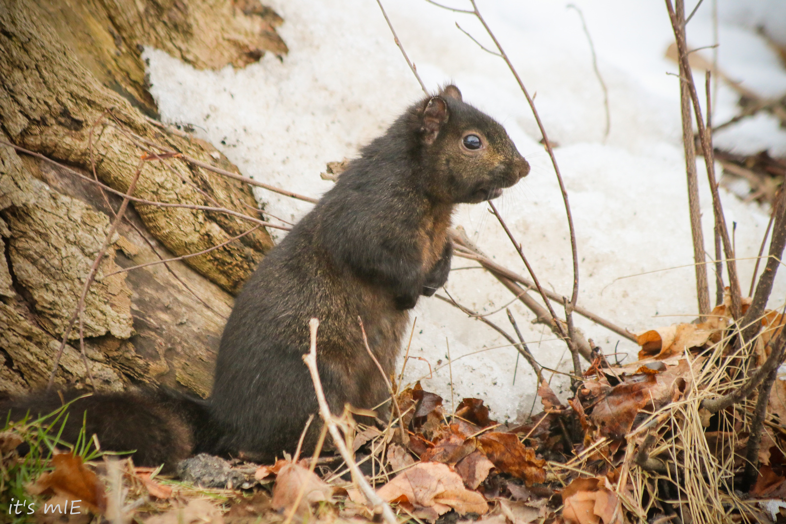 Canadian Squirrel