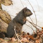 Canadian Squirrel