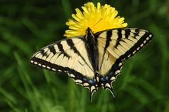 Canadian Tiger Swallowtail (Papilio canadensis)