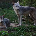 Canadian Timber Wolves