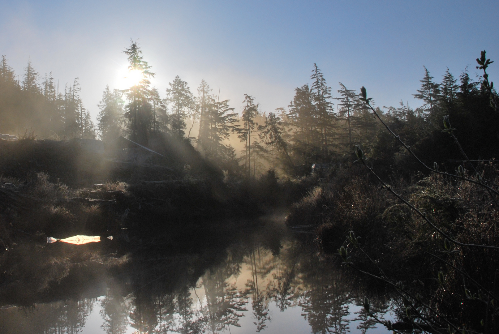 Canadian West Coast - Rainforest