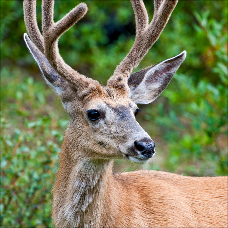 [ Canadian Wildlife ]