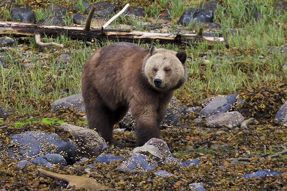 Canadian Wildlife Encounters 1