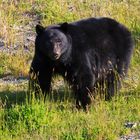 Canadian Wildlife Encounters 3