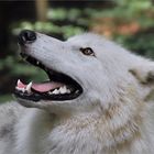 Canadian wolf  close up ..