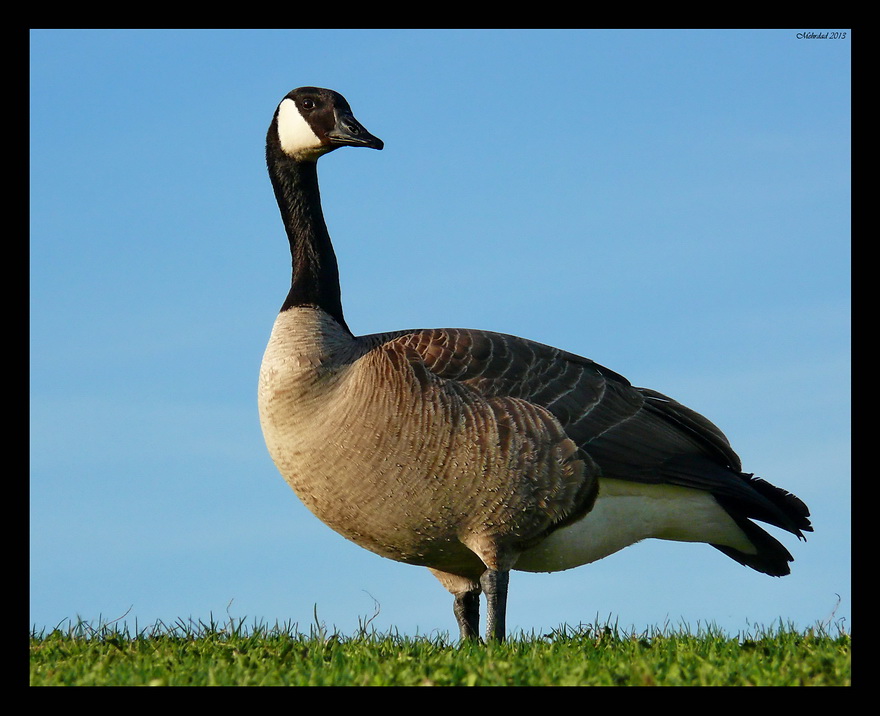 Canadian_Goose_PSig