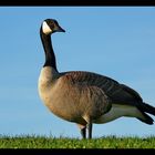 Canadian_Goose_PSig