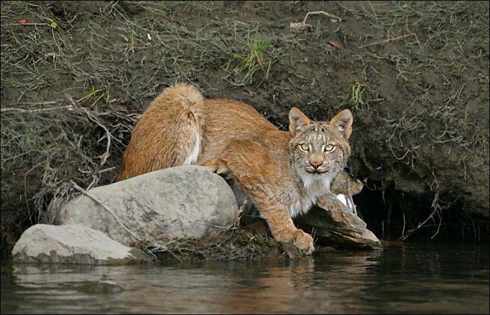 Canadien Lynx