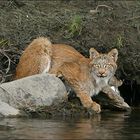 Canadien Lynx