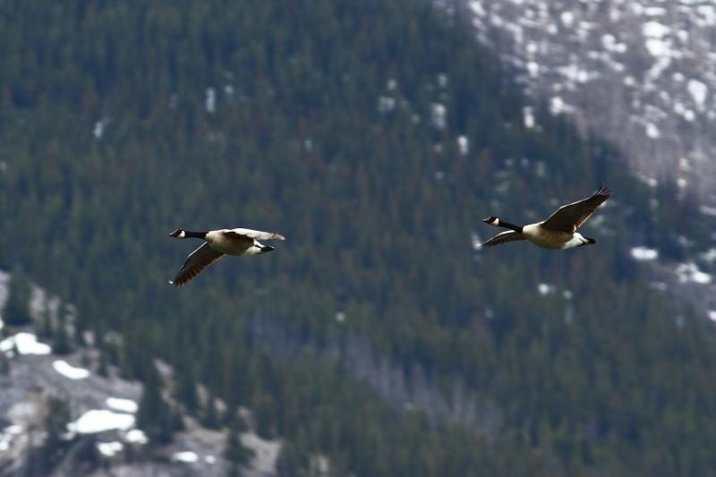 Canadische Wildgänse