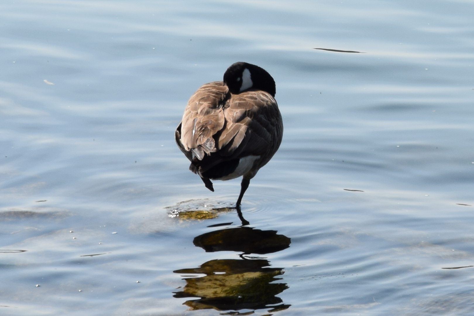 canadische wildgans Foto & Bild vögel Bilder auf
