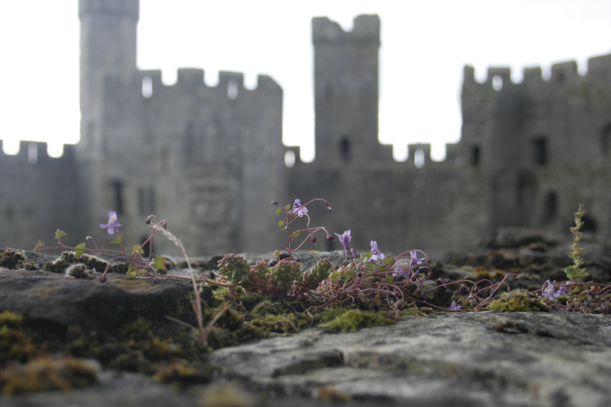 Canaerfon Castle