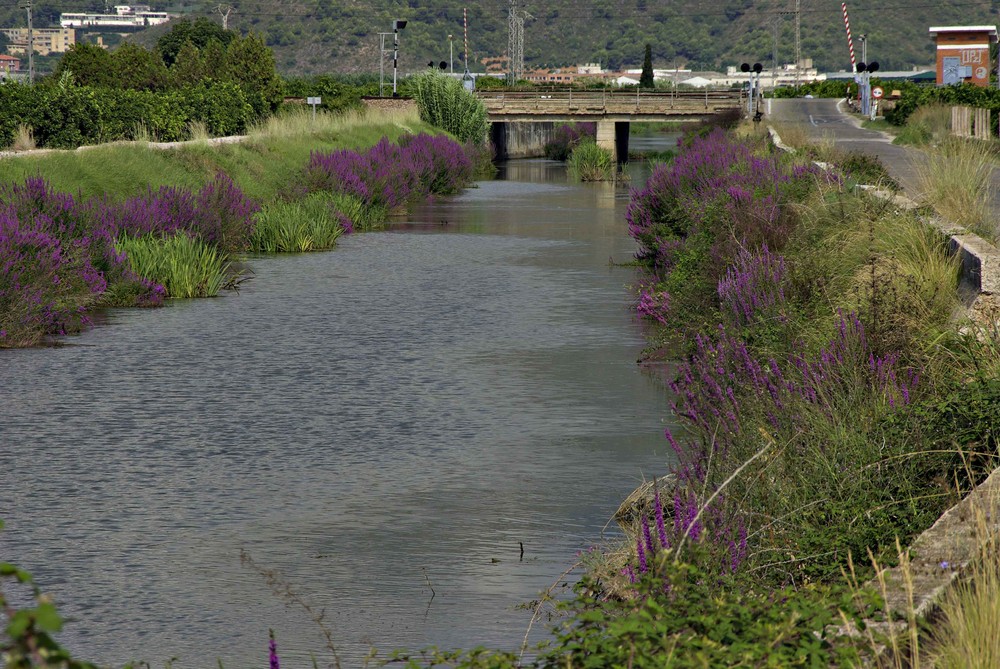 CANAL ALBUFERA