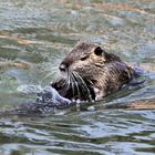 Canal de Huningue - Nutrias beim Liebesspiel