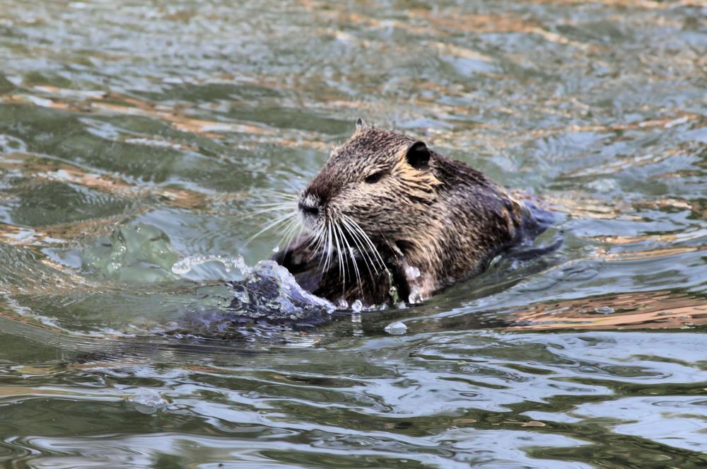 Canal de Huningue - Nutrias beim Liebesspiel