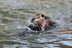 Canal de Huningue - Nutrias beim Liebesspiel