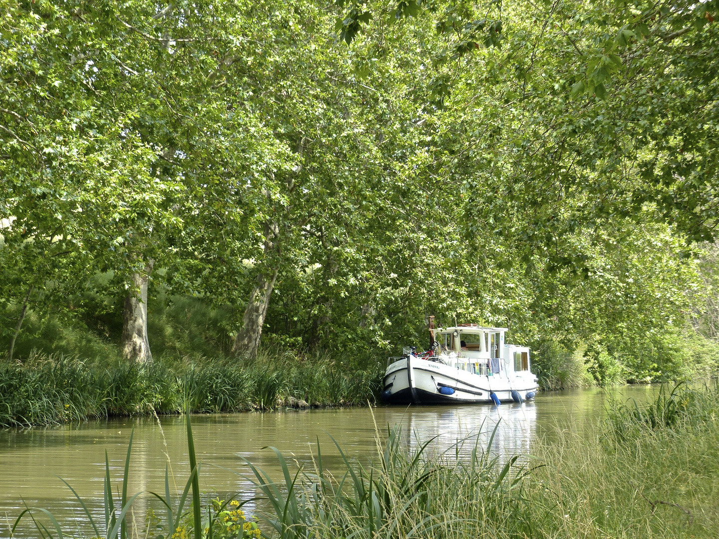 Canal du Midi, avec ses platanes été 2013