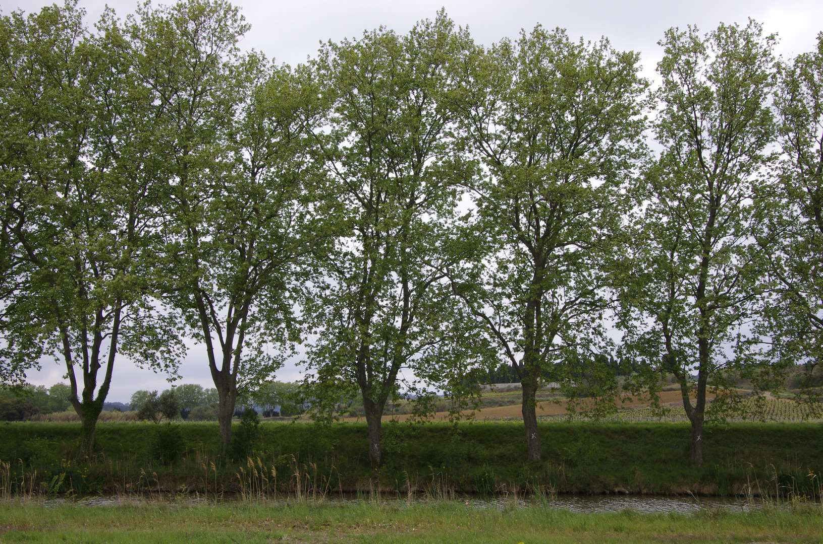 Canal du Midi -Platanen