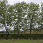 Canal du Midi -Platanen