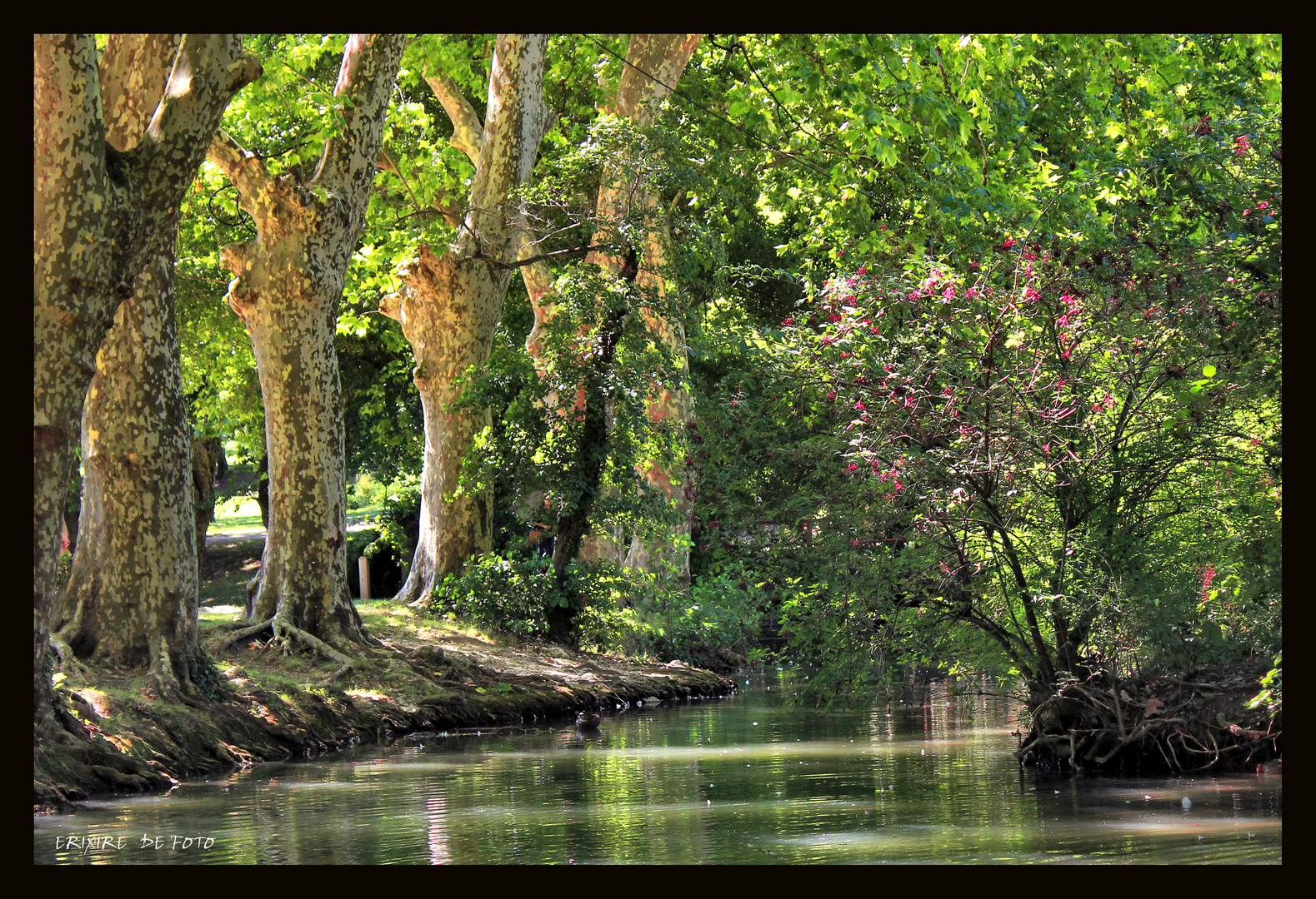 Canal sous les arbres