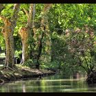 Canal sous les arbres