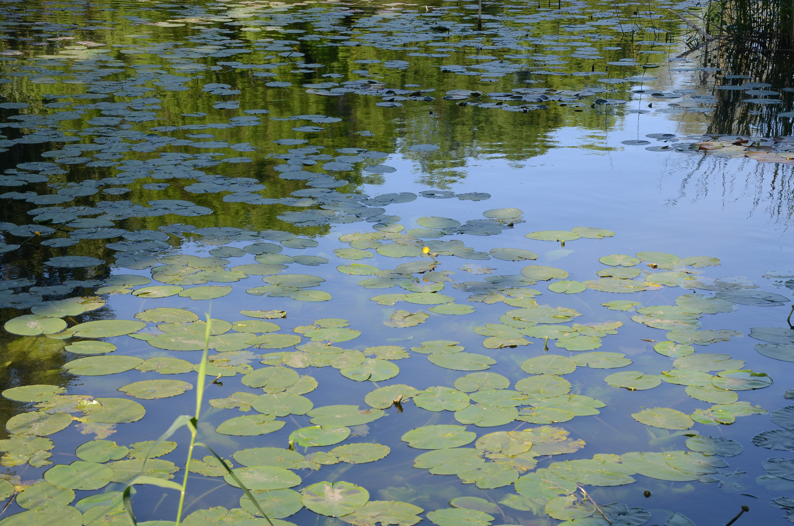 Canales de Weesp