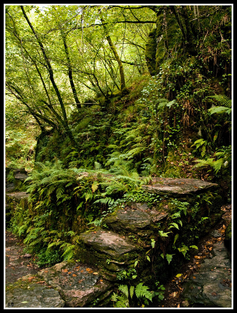 Canales verdes