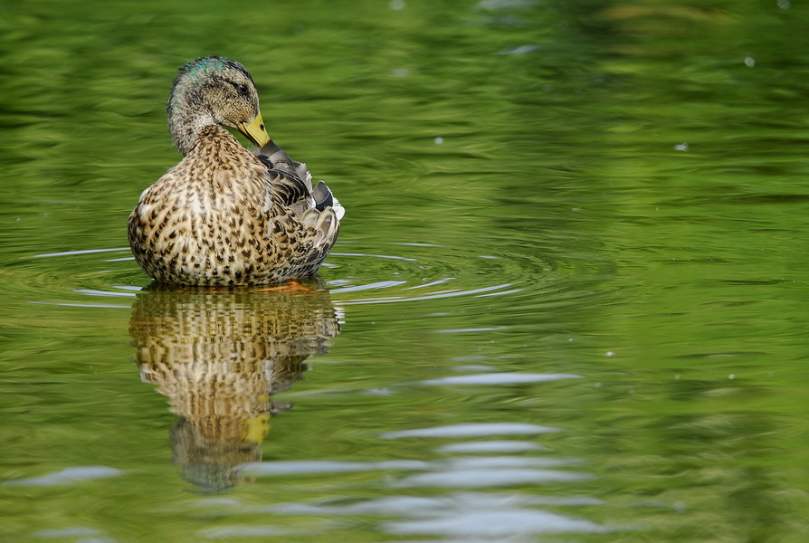 Canard