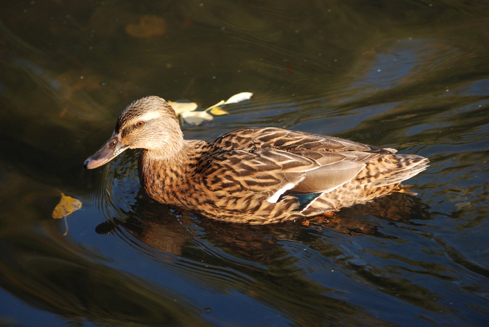 Canard