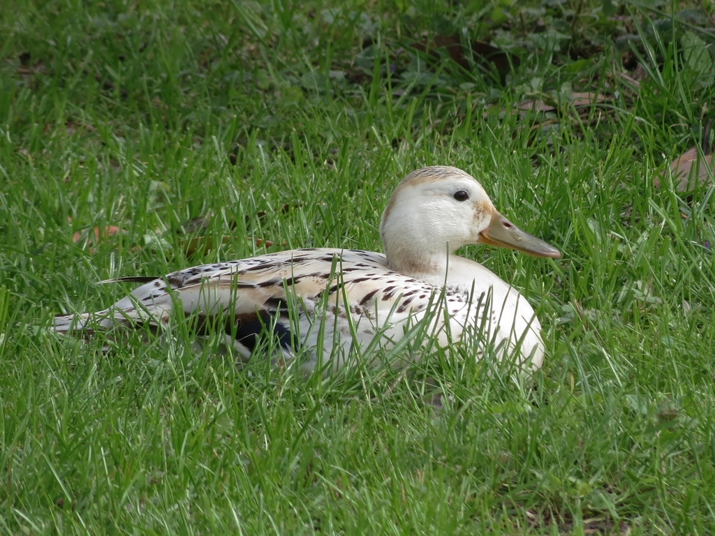 canard