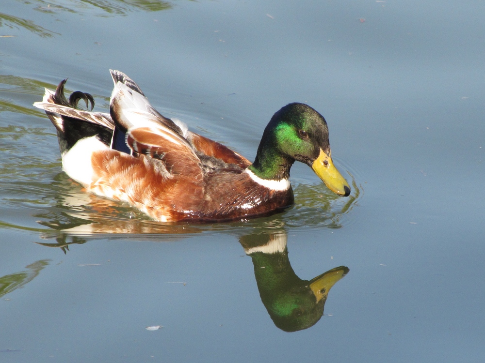 Canard à 2 têtes ;)