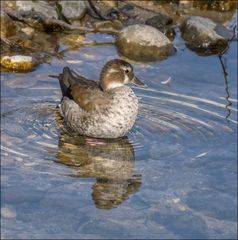 Canard à collier noir