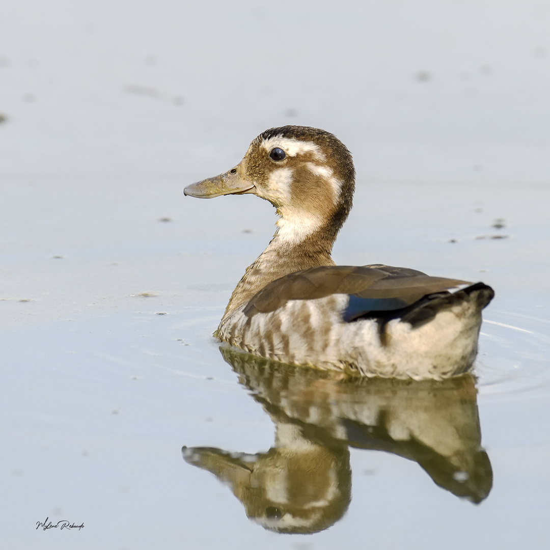 Canard à collier noir femelle