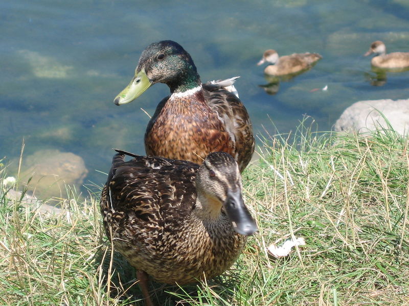 canard à Divonne les bains