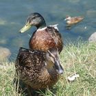 canard à Divonne les bains