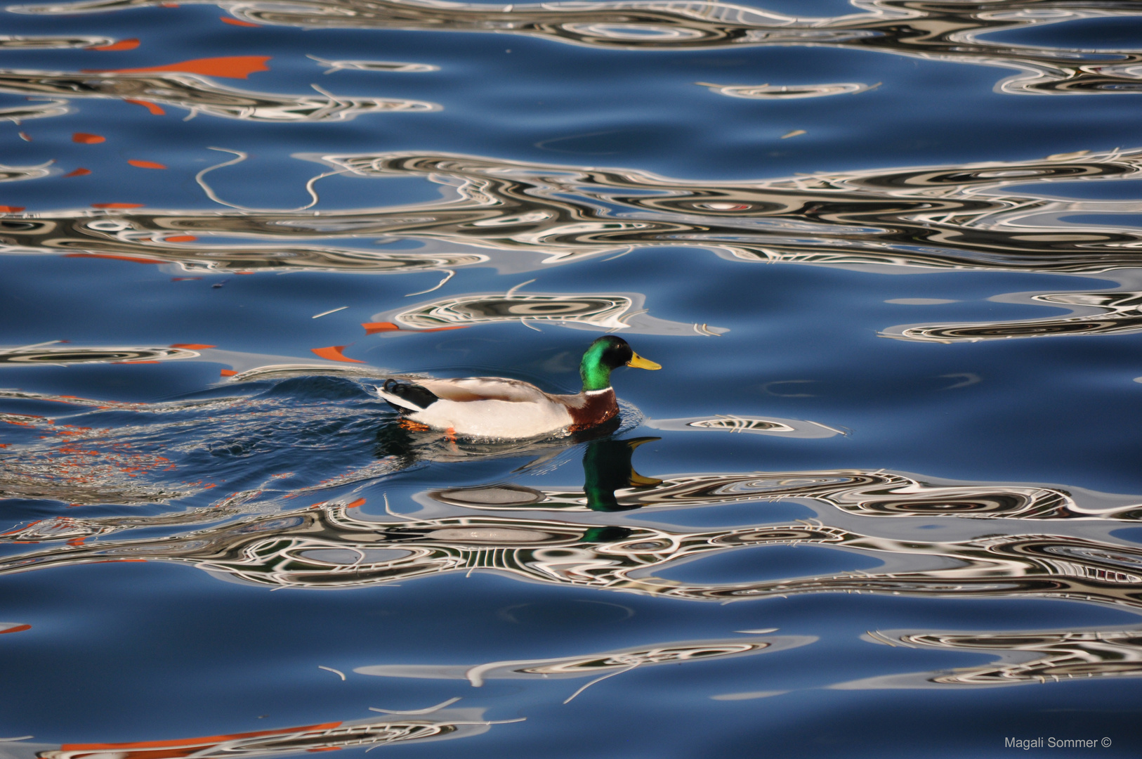 Canard à l'eau(range)