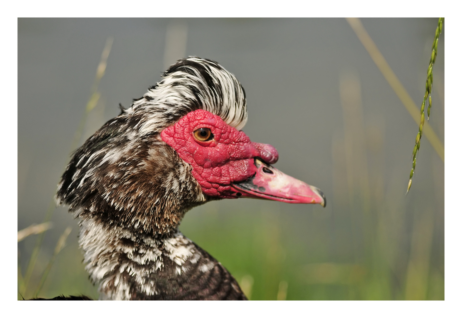 Canard à tête rouge