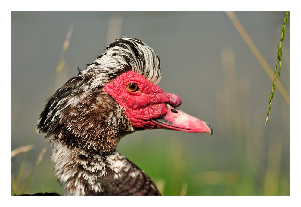 Canard à tête rouge