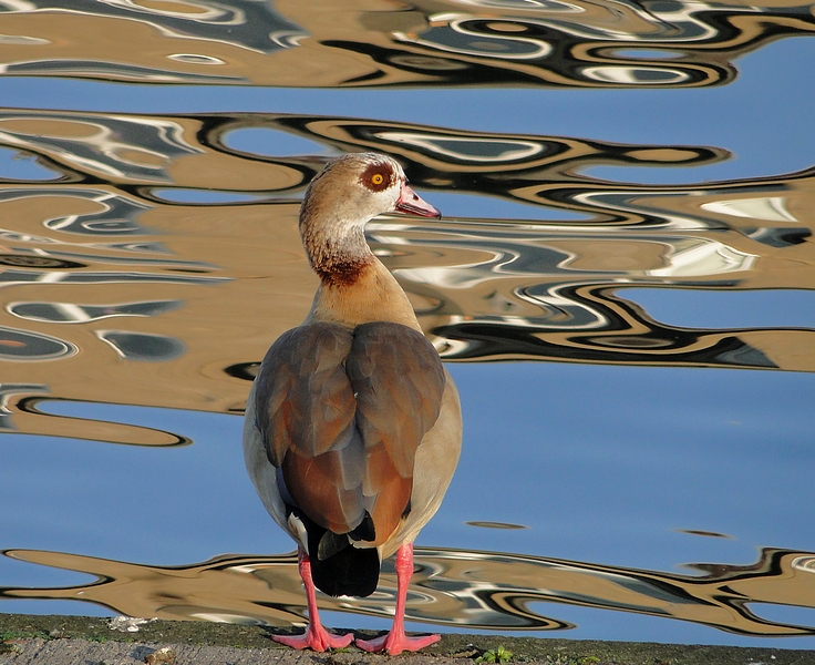 canard abstrait