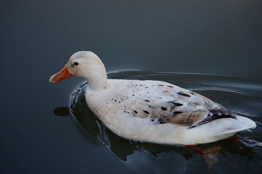 canard