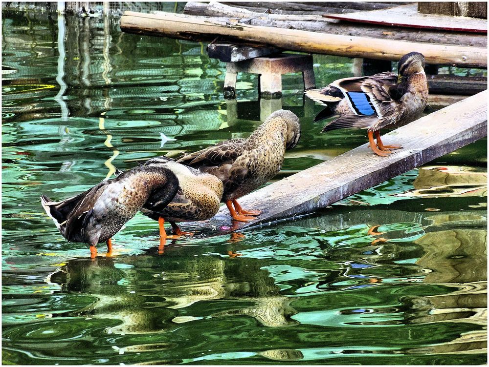 Canard au bleu