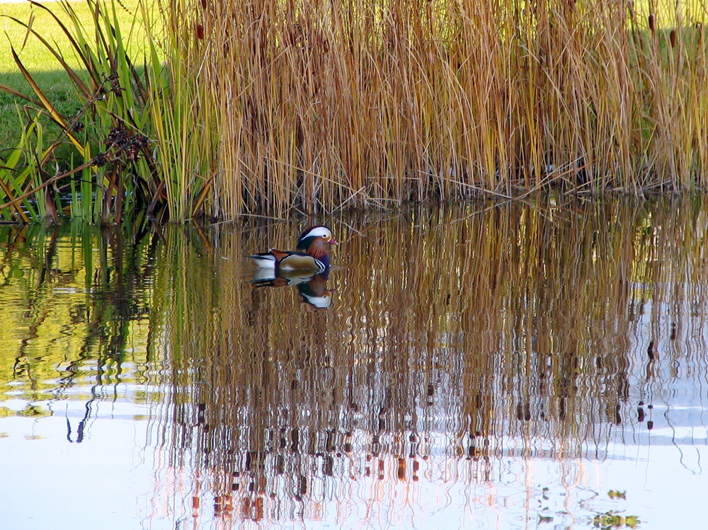 Canard au bord de l’eau - ‘7‘