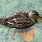 Canard au Lac d'Annecy